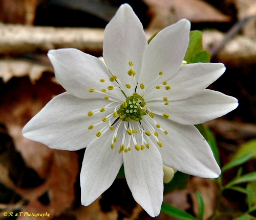 {Thalictrum thalictroides}